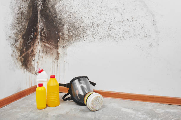 Professional Mold Removal in Kingston Springs, TN