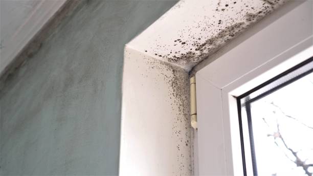 Best Residential Mold Removal  in Kingston Springs, TN