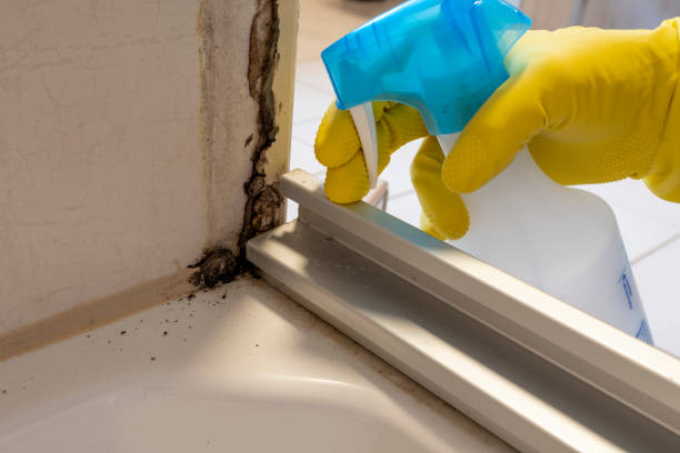Certified Mold Removal in Kingston Springs, TN