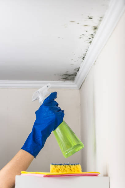 Best Same-Day Mold Removal  in Kingston Springs, TN